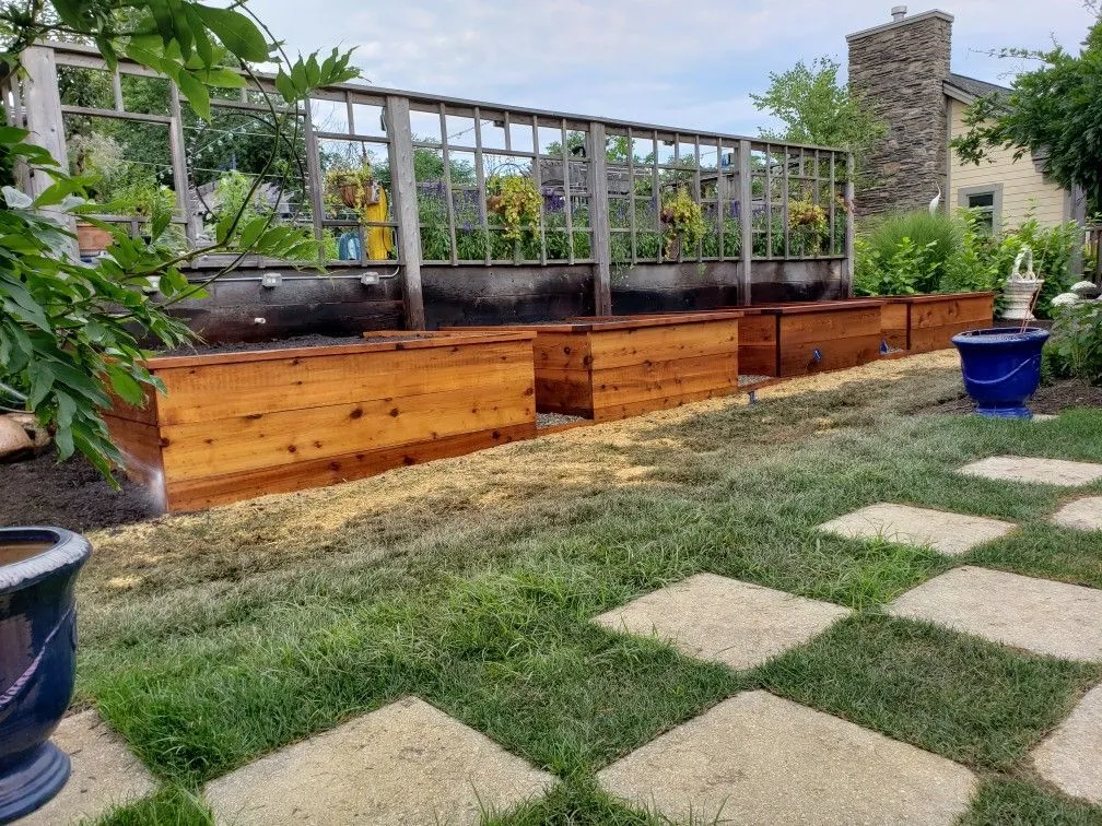 Newly seeded lawn establishing turf