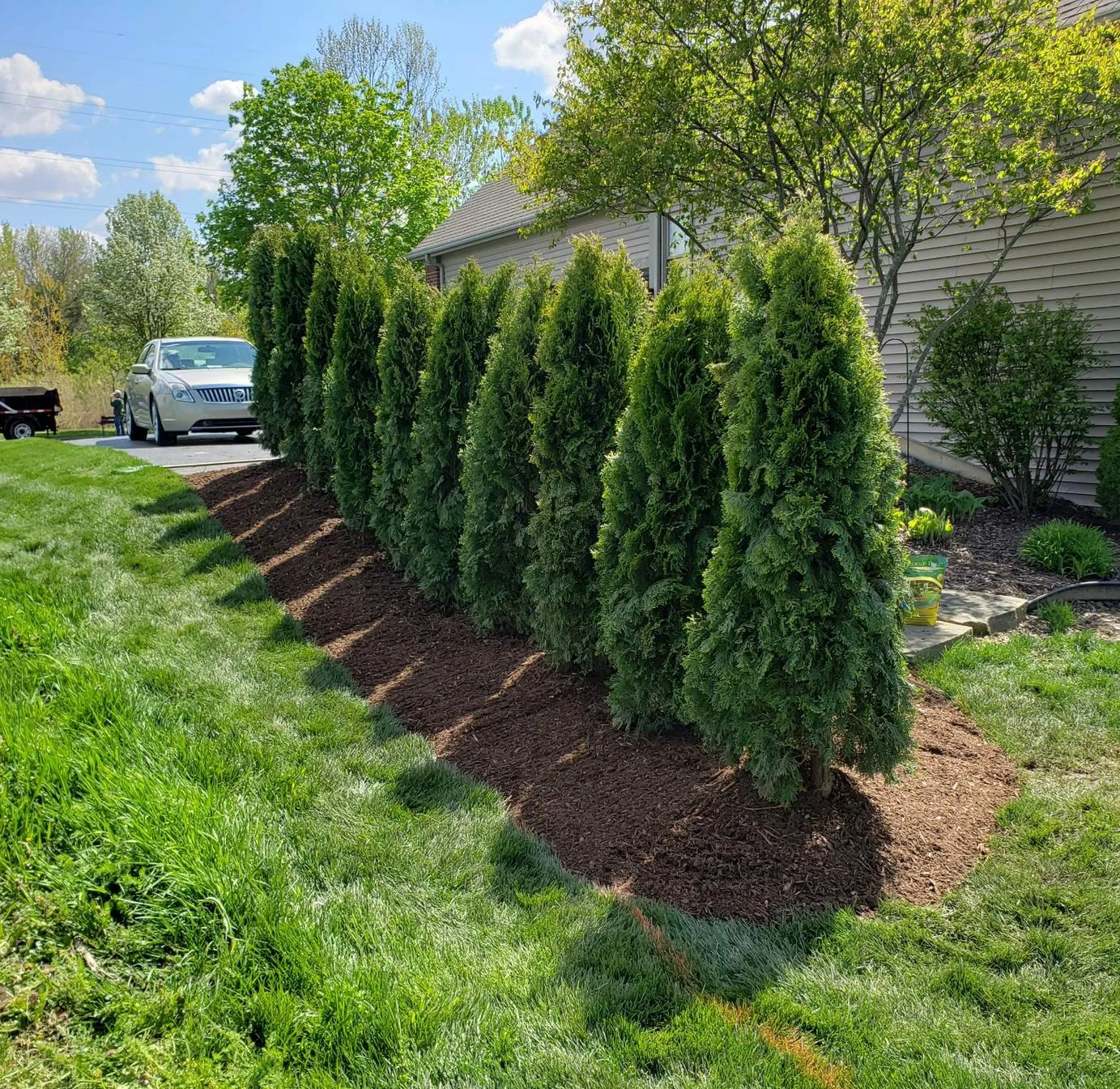 Arborvitae hedge and shrubs installed along a residential driveway