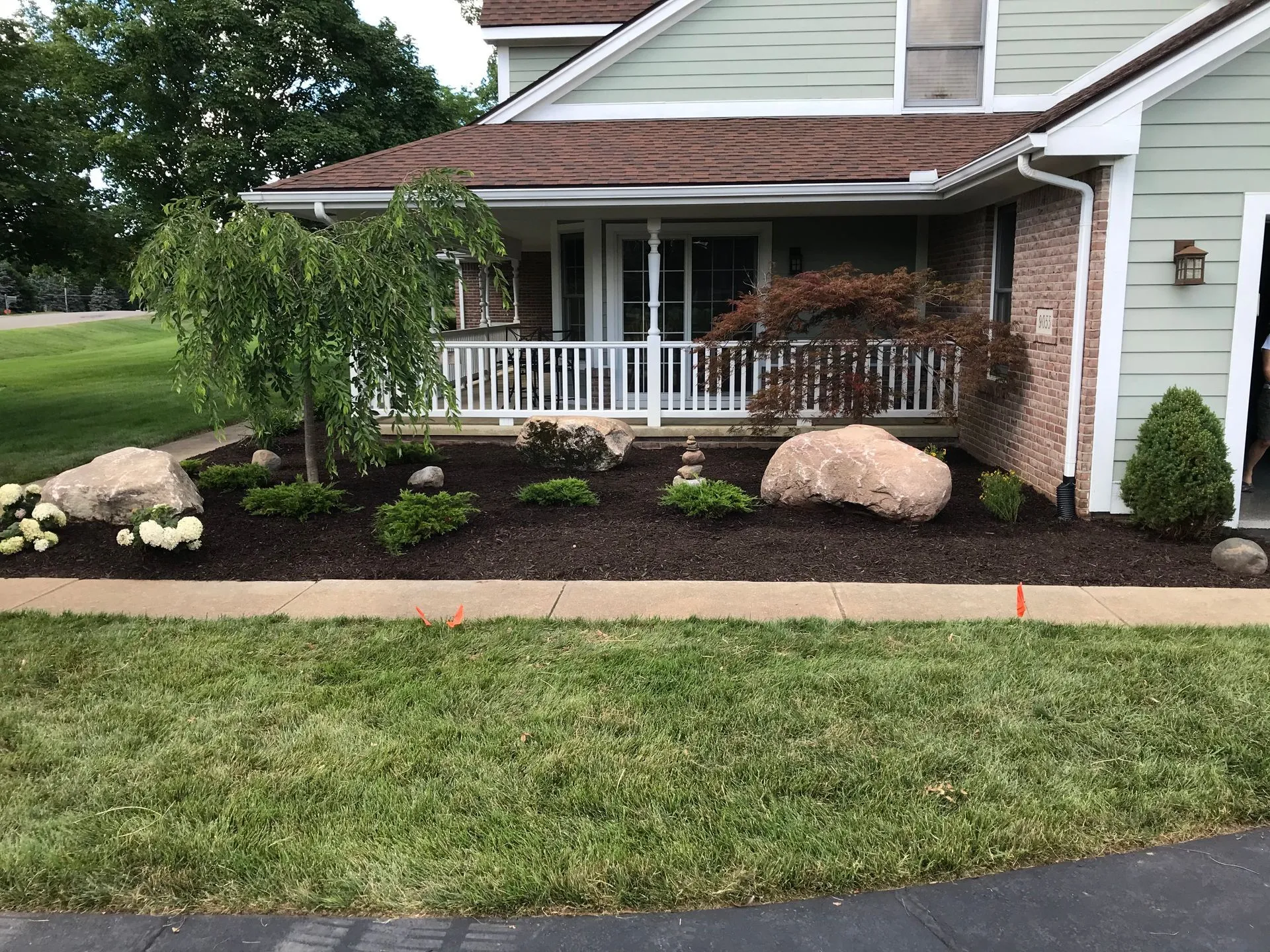 Blooming hydrangeas in a maintained landscape bed